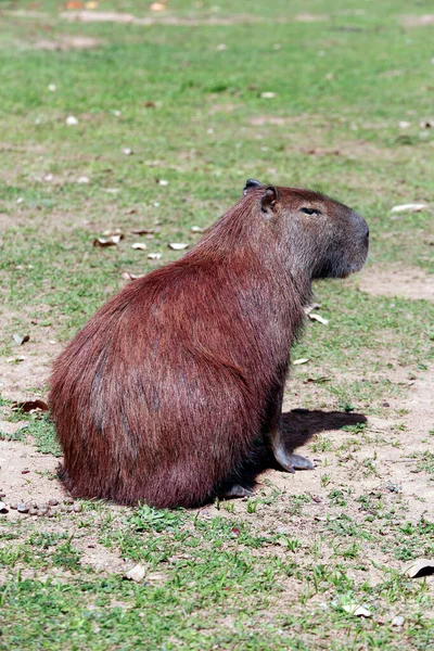 Capybara Primo Piano Sul Bordo Dell Acqua Con Vegetazione Intorno — Foto Stock