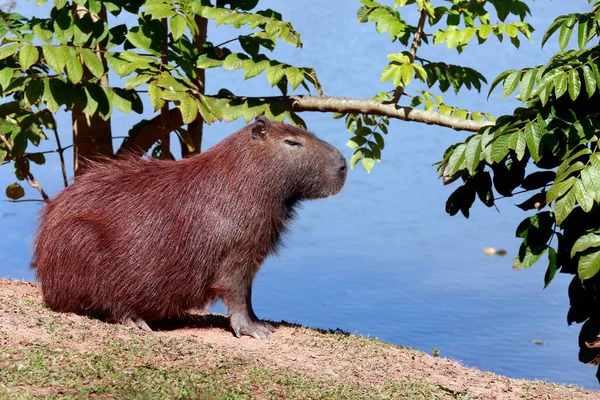Capybara Närbild Vid Kanten Vatten Med Vegetation Runt Sao Paulo — Stockfoto