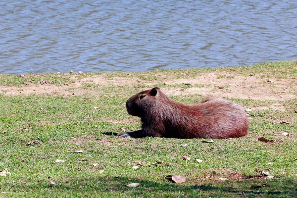 Capybara Closeup Στην Άκρη Του Νερού Βλάστηση Γύρω Πολιτεία Σάο — Φωτογραφία Αρχείου