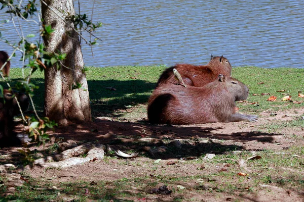 Manada Capibaras Tomando Sol Borde Del Agua Con Vegetación Alrededor —  Fotos de Stock