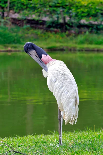 Closeup Jabiru Jabiru Mycteria Junto Lago Pantanal Brasil — Fotografia de Stock