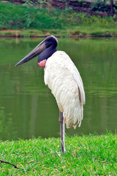 Jabiru Jabiru Mycteria Nın Pantanal Daki Göl Kıyısında Brezilya — Stok fotoğraf