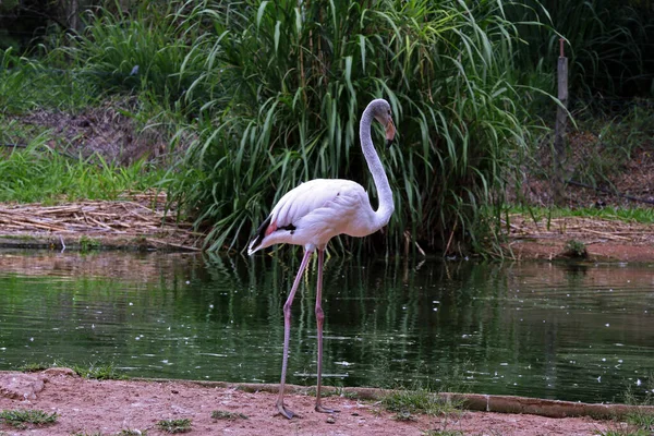Flamingo Chileno Junto Lago São Paulo Brasil — Fotografia de Stock