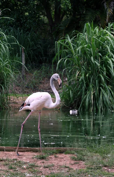 Чилийский Фламинго Озера Сан Паулу Бразилия — стоковое фото