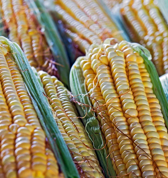Closeup Ears Corn Outdoor Market Stall Sao Paulo City Brazil — Stock Photo, Image