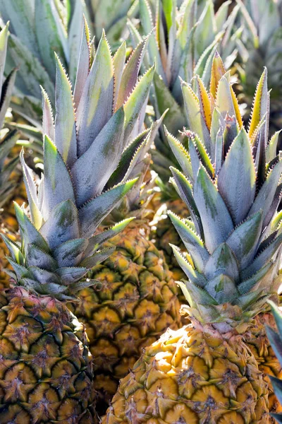 Closeup Bunch Pineapple Exposed Open Air Market Stall Shelf — Stock Photo, Image