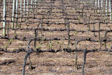 Dinlenme döneminde asma evi yakın çekim. Sao Paulo Eyaleti, Brezilya