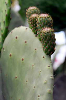 Hint incir ağacı yakından, olgunlaşmamış meyveleri olan bir kaktüs türü. Sao Paulo şehri, Brezilya