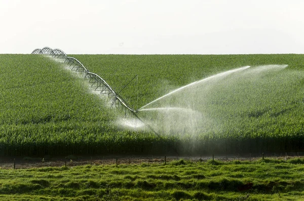 Irrigation Corn Plantation Sao Paulo State Brazil — Stock Photo, Image