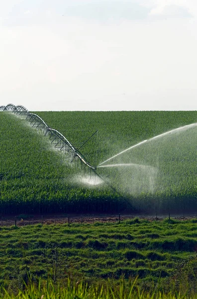 Irrigation Dans Une Plantation Maïs État Sao Paulo Brésil — Photo