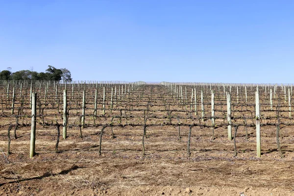 Wide View Grapevine Plantation Rest Period Sao Paulo State Brazil — Stock Photo, Image