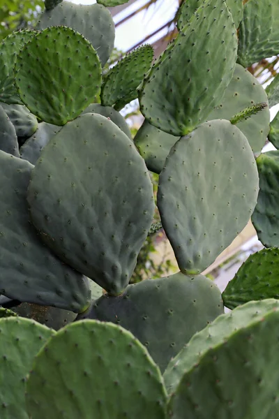 Indio Higo Opuntia Árbol Primer Plano Una Especie Cactus Con — Foto de Stock