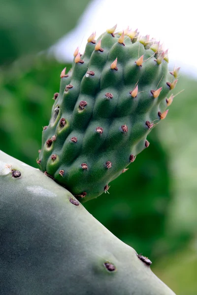 Indiska Fikonträd Närbild Art Kaktus Med Omogna Frukter Sao Paulo — Stockfoto