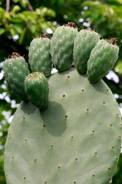 Indický Fík Opuntia Strom Detailní Druh Kaktusu Nezralými Plody Město — Stock fotografie