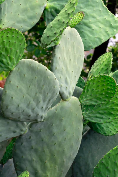 Figue Indienne Opuntia Arbre Gros Plan Une Espèce Cactus Avec — Photo