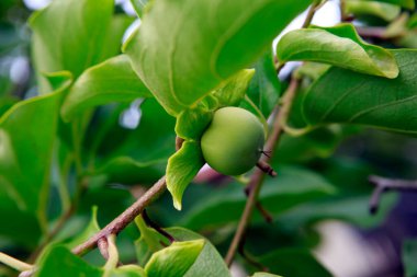 Hurma ağacı olgunlaşmamış meyvelerle yakın plan