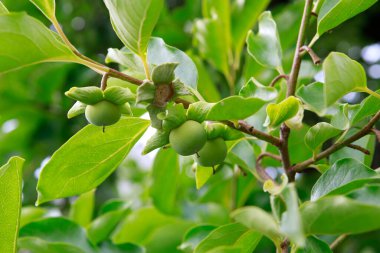 Hurma ağacı olgunlaşmamış meyvelerle yakın plan