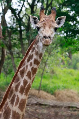 Zürafa, Zürafa camelopardalis, Artiodactyla tarikatının memelisi, kameraya bakıyor.