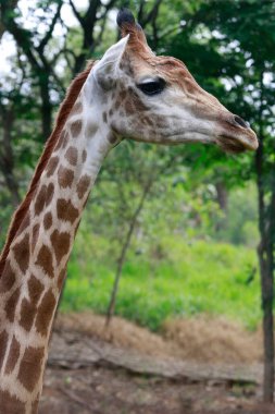 Zürafa, Zürafa camelopardalis, Artiodactyla tarikatının memelisi, kameraya bakıyor.