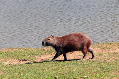 Capybara, suyun kenarında bitki örtüsüyle yakınlaşıyor. Sao Paulo Eyaleti, Brezilya
