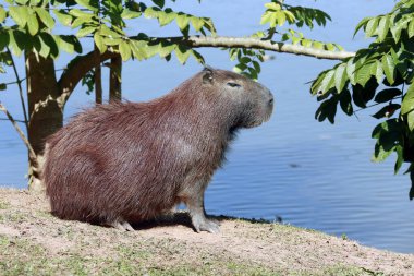 Capybara, suyun kenarında bitki örtüsüyle yakınlaşıyor. Sao Paulo Eyaleti, Brezilya