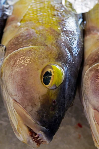 Grupo Peces Enteros Depositados Hielo Estante Pescadería Sao Paulo Brazi — Foto de Stock