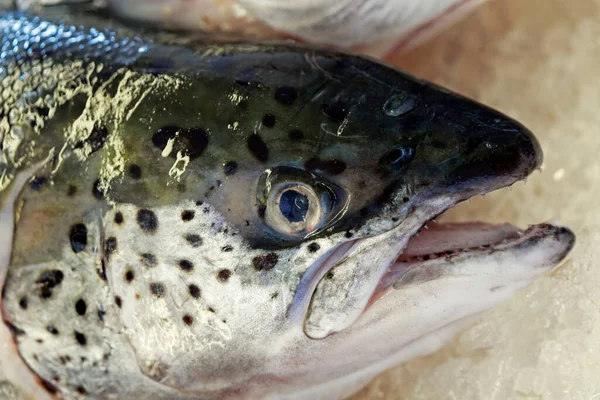 魚屋の屋台で新鮮なサケの閉鎖 ブラジルのサンパウロ市 — ストック写真