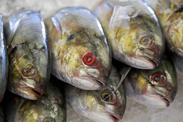 Grupo Peces Enteros Depositados Hielo Estante Pescadería Sao Paulo Brasil — Foto de Stock