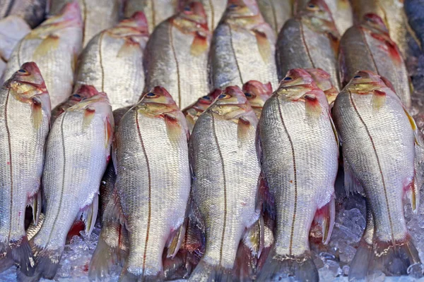 Snook Robalo Esposti Nel Mercato Del Pesce Santos Città Brasile — Foto Stock