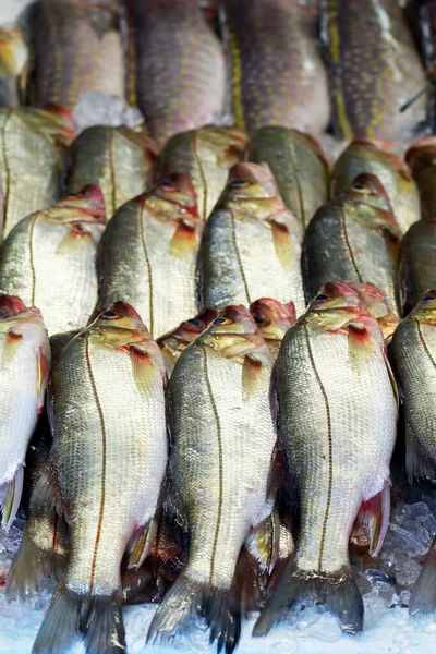 Snook Robalo Blootgesteld Vismarkt Santos Stad Brazilië — Stockfoto