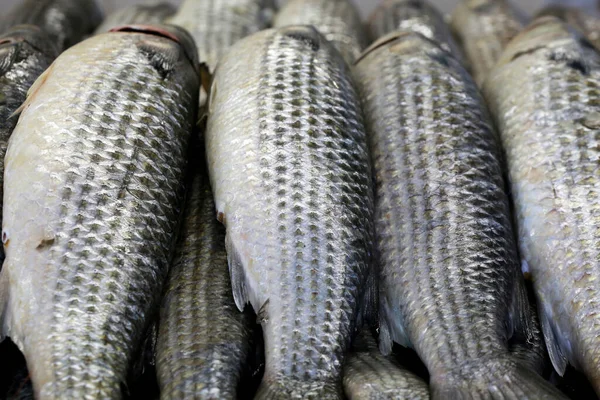 Triglia Grigia Esposta Nel Mercato Del Pesce Vendita Consumatore Santos — Foto Stock