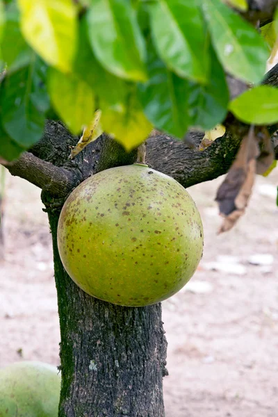 Calabash Crescentia Cujete Owoce Używane Jako Miska Przechowywania Płynów Paszy — Zdjęcie stockowe