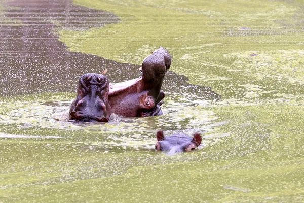 Nijlpaard Haar Welpen Met Open Mond Zwemmen Het Meer Tussen — Stockfoto