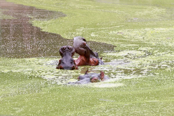 Nijlpaard Haar Welpen Zwemmen Het Meer Tussen Groene Algen — Stockfoto