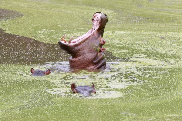 Hippopotamus Her Cubs Open Mouth Swimming Lake Green Algae — Stock Photo, Image