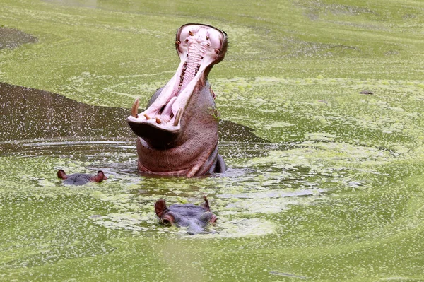 Nilpferd Und Seine Jungen Mit Offenem Maul Schwimmen See Zwischen — Stockfoto