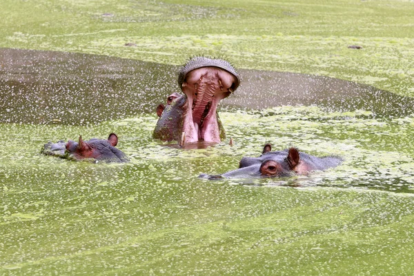 Aygırları Yavruları Yeşil Alglerin Arasında Gölde Yüzüyorlar — Stok fotoğraf