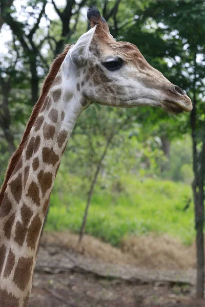 Zürafa, Zürafa camelopardalis, Artiodactyla tarikatının memelisi, kameraya bakıyor.