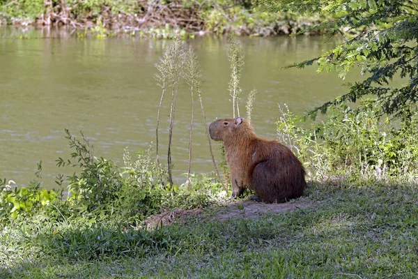 Capybara Close Aan Rand Van Het Water Met Vegetatie Rond — Stockfoto