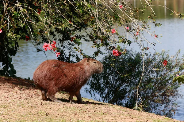 Capybara Suyun Kenarında Bitki Örtüsüyle Yakınlaşıyor Sao Paulo Eyaleti Brezilya — Stok fotoğraf