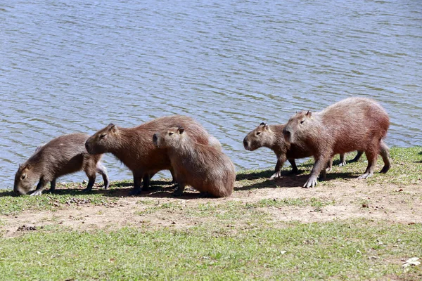 Herden Von Wasserschweinen Sonnen Sich Rande Des Wassers Mit Umgebender — Stockfoto