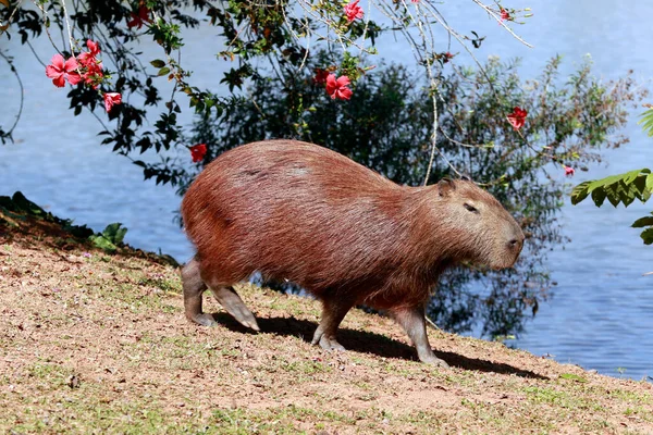 Capybara Close Aan Rand Van Het Water Met Vegetatie Rond — Stockfoto