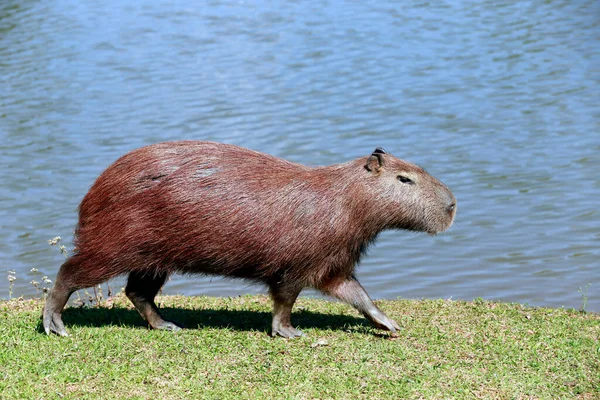 Capybara Closeup Στην Άκρη Του Νερού Βλάστηση Γύρω Πολιτεία Σάο — Φωτογραφία Αρχείου