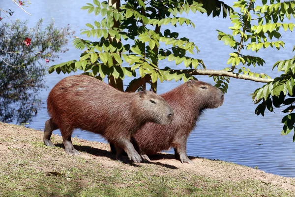 Capybara Close Aan Rand Van Het Water Met Vegetatie Rond — Stockfoto