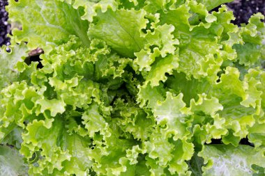 İsviçre pazarı desenli yapraklar açık hava pazarına yakın duruyor. Sao Paulo şehri, Brezilya