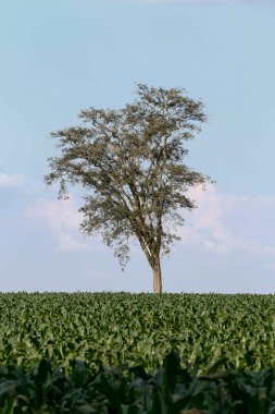 Büyüyen mısır tarlalarının geniş görüşü. Sao Paulo Eyaleti, Brezilya