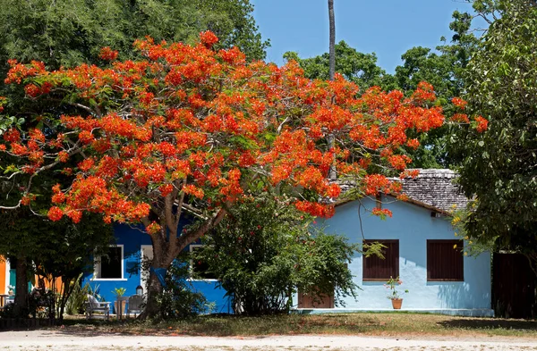 Kolorowa Fasada Domów Słynnego Placu Quadrado Porto Seguro Bahia Brazylia — Zdjęcie stockowe