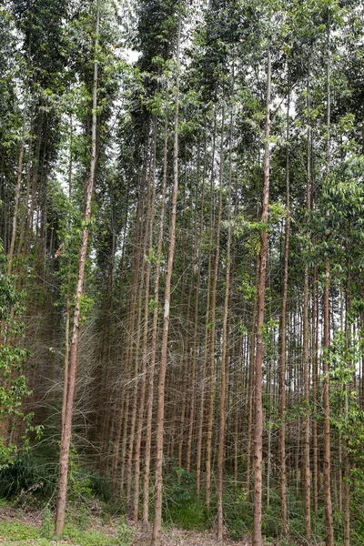 Närbild Eukalyptus Stammar Vid Plantering Symmetrisk Sammansättning Sao Paulo Staten — Stockfoto
