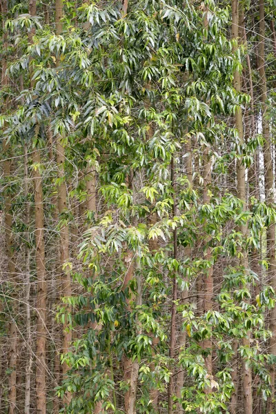 Eukalyptusplantage För Industriellt Bruk Sao Paulo Staten Brasilien — Stockfoto
