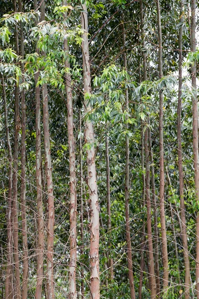 ユーカリの幹の閉鎖 植え付けで 対称的な組成で ブラジルのサンパウロ州 — ストック写真